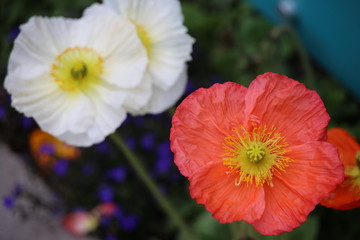 Coral and White Posies