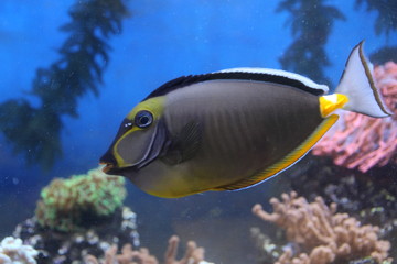 Fototapeta na wymiar Fish Yellow Gray and Black