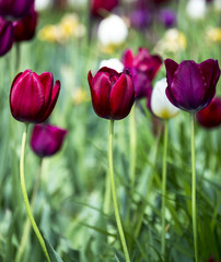 Beautiful dark red color tulips by spring in park