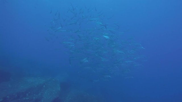 Big eye Trevally Jack, (Caranx sexfasciatus) Forming a polarized school, bait ball or tornado. Cabo Pulmo National Park, Cousteau once named it The world's aquarium. Baja California Sur,Mexico.
