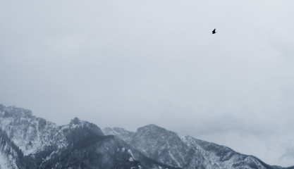 bird flying over alpine mountain landscape in winter