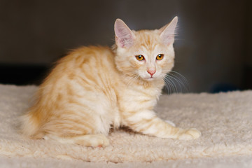 Lovely thoroughbred redhead kitten. Breed Kurilian Bobtail. Hypoallergenic breed of cats