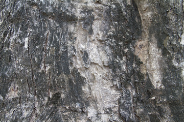 Old wood texture