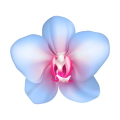 Colored exotic orchid realistic isolated. Vector illustration of beautiful tropical flower