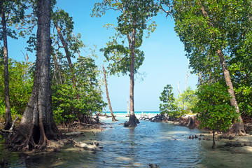 Mangrove forest is rich and surrounded trees