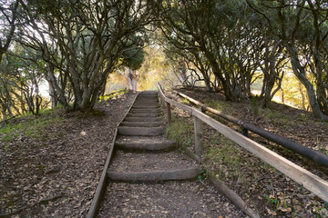 Obraz premium Forested hiking trail on Angel Island in the San Francisco bay in spring