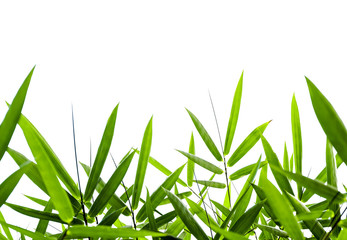 Bamboo leaves, Isolated on a white background, With clipping path