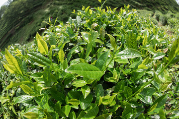 Green tea trees in spring