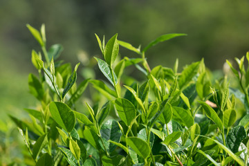 tea trees growth  in spring