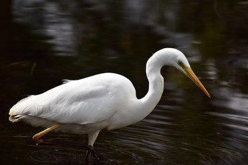獲物を探すチュウダイサギ