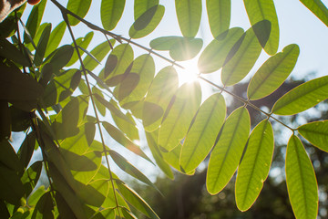 green leaf of tree with sunshine on sky. subject is blurred.