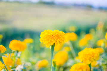 marigold in garden. subject is blurred.