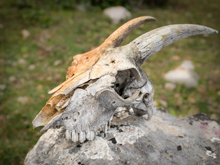 Obraz premium Skull of a sheep with horns lying on a rock