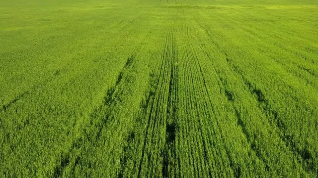 Aerial Drone Shot over Large Green Wheat Field