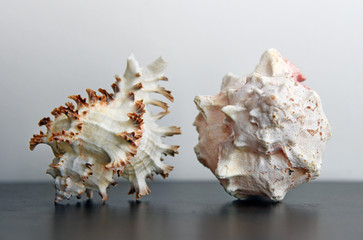 Conch shells isolated