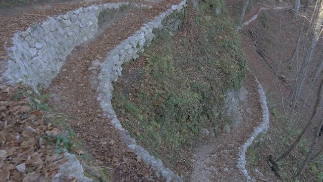 Zigzag path in a forest