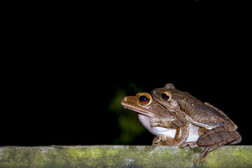 Green frog female with male breeding  in closeup