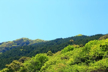 油山の新緑