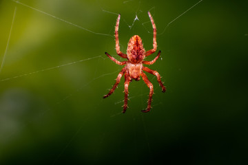 Araña