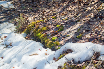 Melting snow with green moss