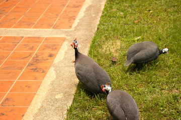 Helmeted guineafowl finding food on the grass.