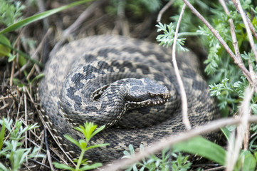 Vipera ursinii or meadow viper