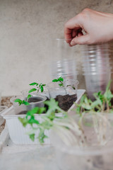 hand takes plastic seedling container