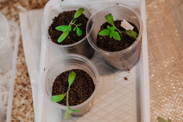 Young green sprouts in white round box