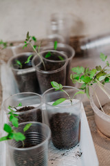 Young green sprouts in white round box