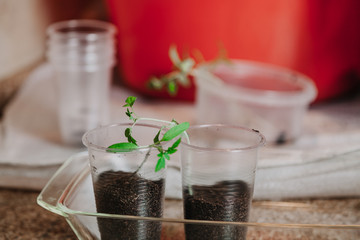 Young green sprouts in white round box