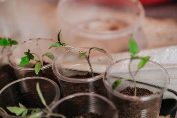 Young green sprouts in white round box