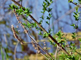 the unusual interweaving of the branches of the catkins of the walnut in the Crimea