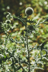 green thistle bush on blurred background