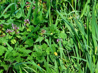 yellow buttercups and green grass carpet