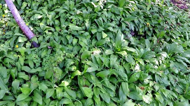 wild garlic in spring, vegetable and medicinal herb in a German forest