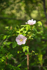 Alberta wild rose 