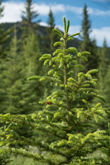 Close up of the tip of a spruce tree in Kananaskis woodland