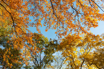 bright autumn foliage