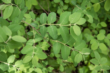 Green leaf background