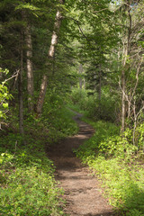 A winding woodland path in Alberta