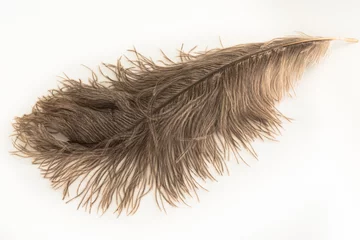 Fotobehang Fluffy brown ostrich feather © Kelly