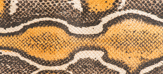 Leather made from a snake skin