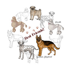  Dogs sketches background. Dogs of different breeds