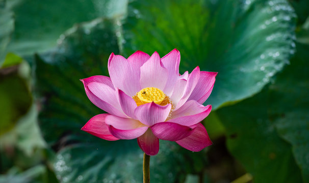 Lotus flower. The background is the pink lotus flowers and yellow lotus bud in a pond. Viet Nam. Peace scene in a countryside, Vietnam