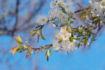 natural background spring flowering of fruit trees of a sweet cherry