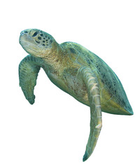 Green Turtle isolated on white background  