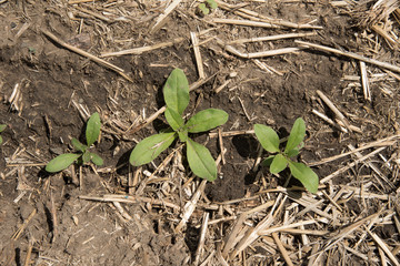 Young camelina plants in a farm field in Saskatchewan