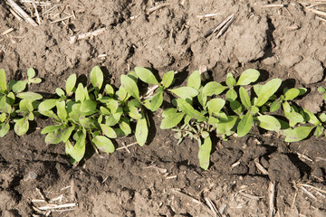 Young camelina plants in a farm field in Saskatchewan
