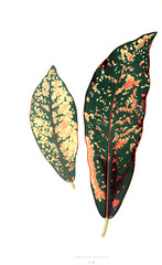 Illustration of plant