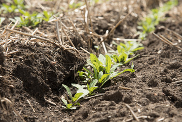 Young camelina crop with shallow depth of field on a farm in Saskatchewan, showing the practice of seeding into last years stubble